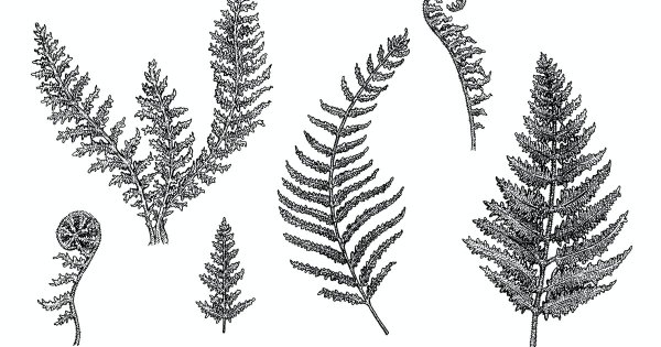 Папоротник Графика