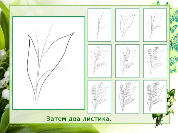 Ландыш пошаговое рисование