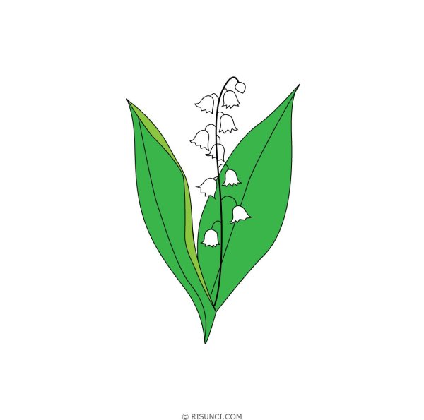 Поэтапное рисование ландыша