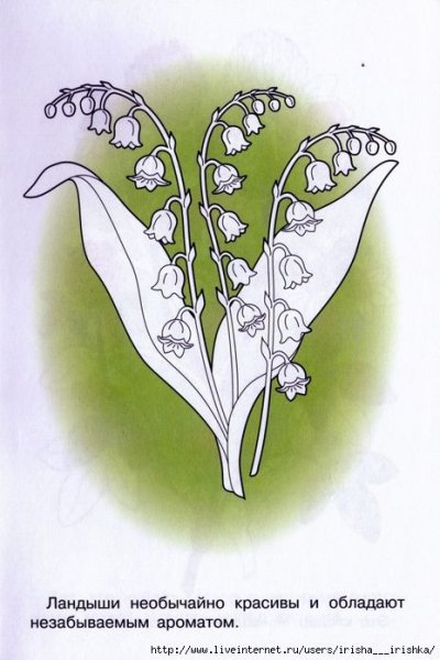 Ландыш рисунок карандашом поэтапно