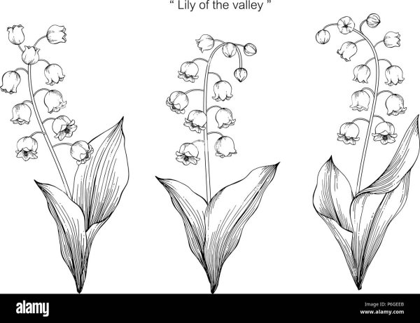 Ландыш рисунок