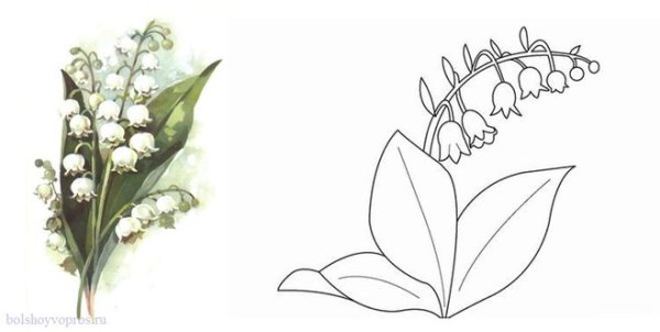 Рисунок ландыша легкий