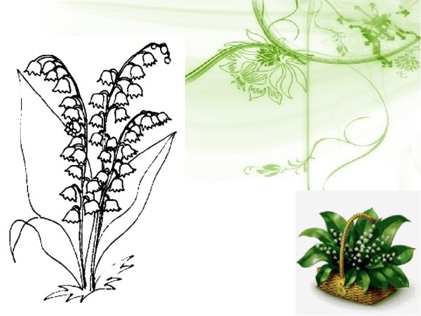 Ландыши простым карандашом