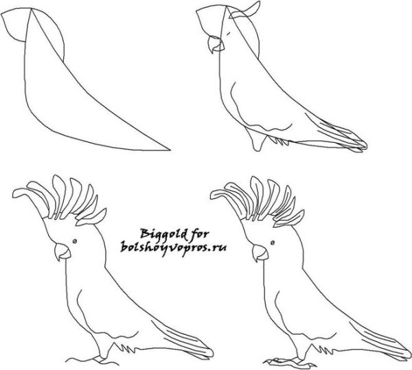 Поэтапное рисование попугая