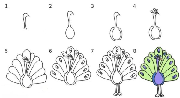 Поэтапное рисование павлина для дошкольников