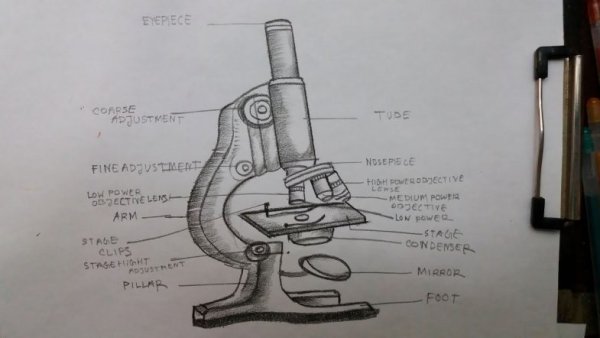 Микроскоп рисунок карандашом для 5 класса