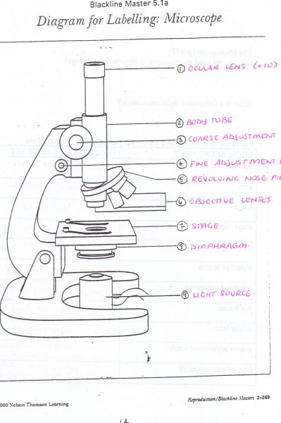 Строение микроскопа на английском