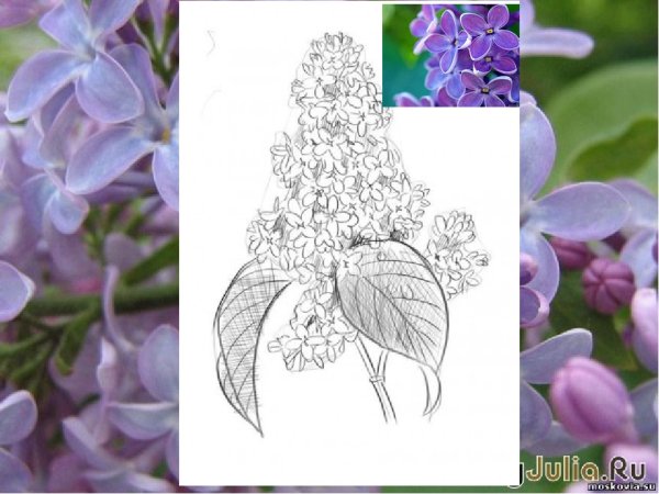 Сирень карандашом для начинающих