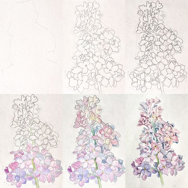 Сирень карандашом
