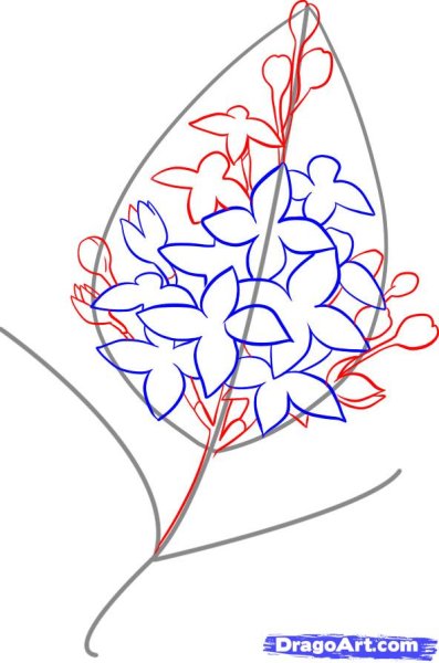 Сирень карандашом для срисовки