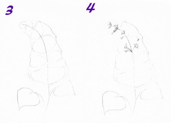 Сирень рисование пошагово