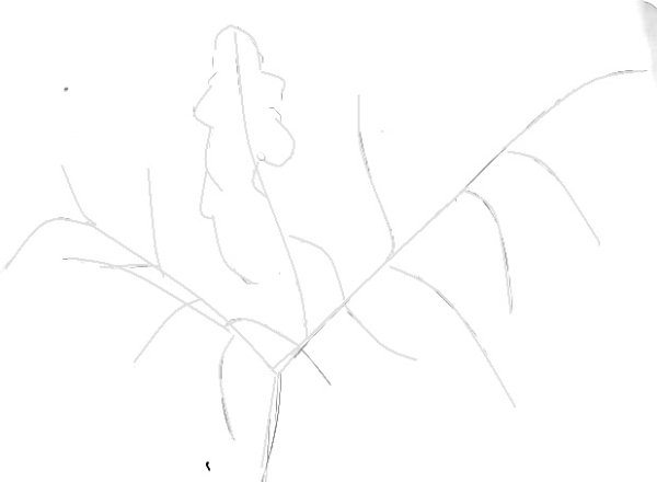 Как правильно рисовать ветки