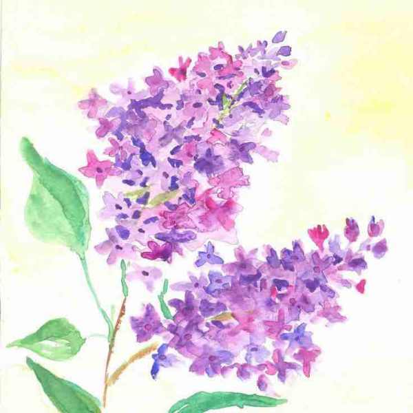 Ветка сирени акварелью