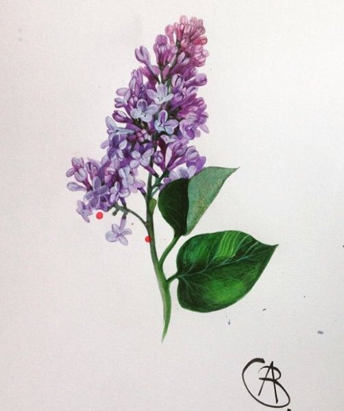 Поэтапное рисование ириса