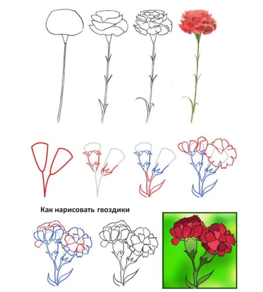 Поэтапное рисование гвоздики