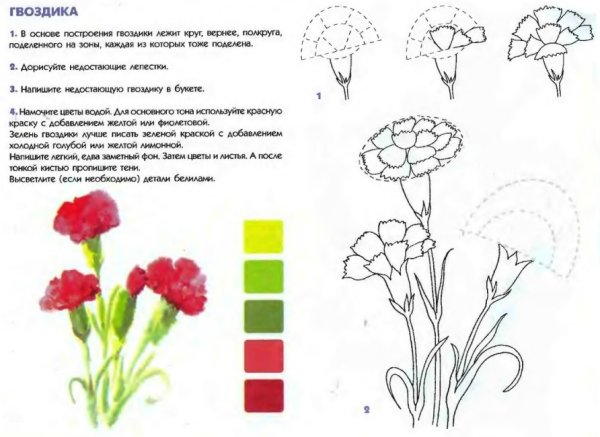 Гвоздика схема рисования