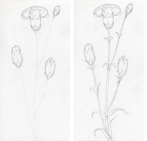 Поэтапное рисование гвоздики