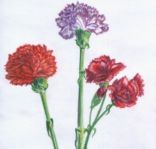 Рисунок растения гвоздика голландская (Шабо)