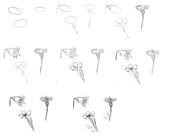 Поэтапное рисование цветов карандашом