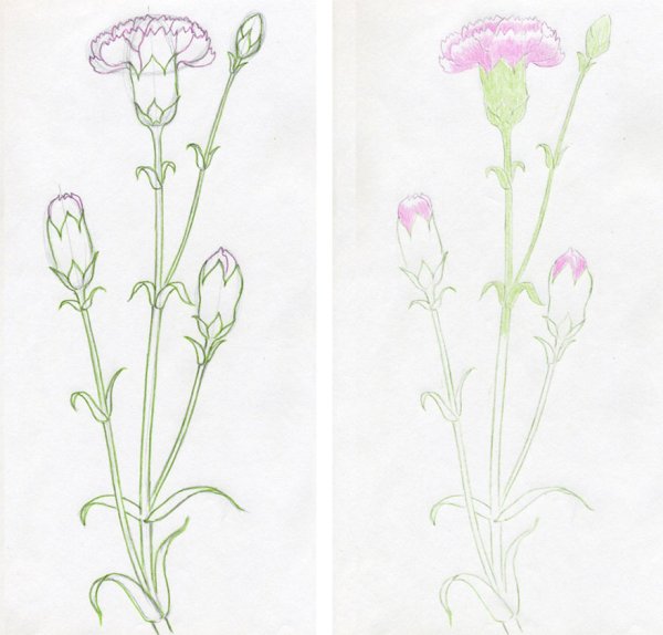 Поэтапный рисунок гвоздики