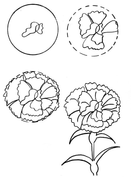 Поэтапное рисование гвоздики