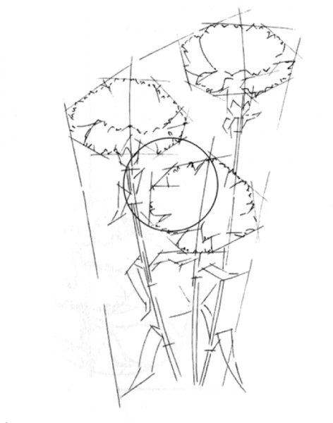 Поэтапный рисунок гвоздики