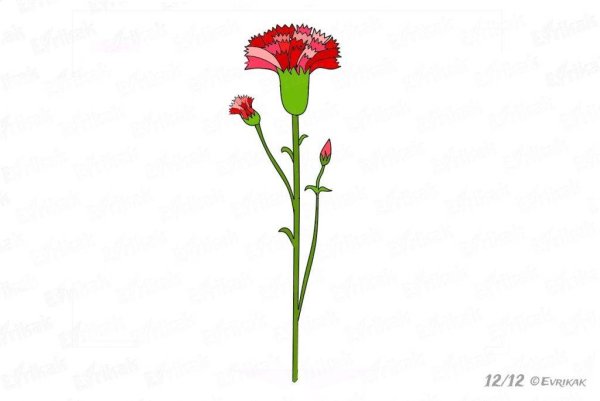 Гвоздика рисунок для детей