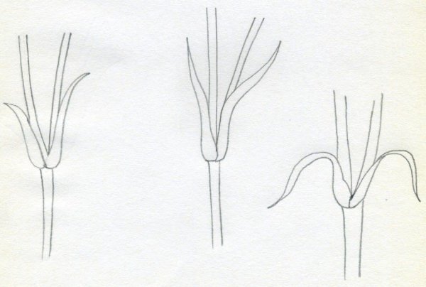 Нарисовать гвоздику пошагово