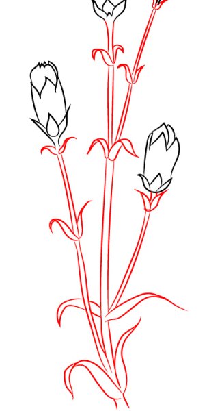 Гвоздики рисунок легкий