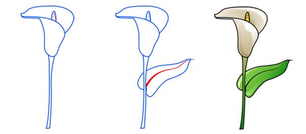 Поэтапное рисование калл