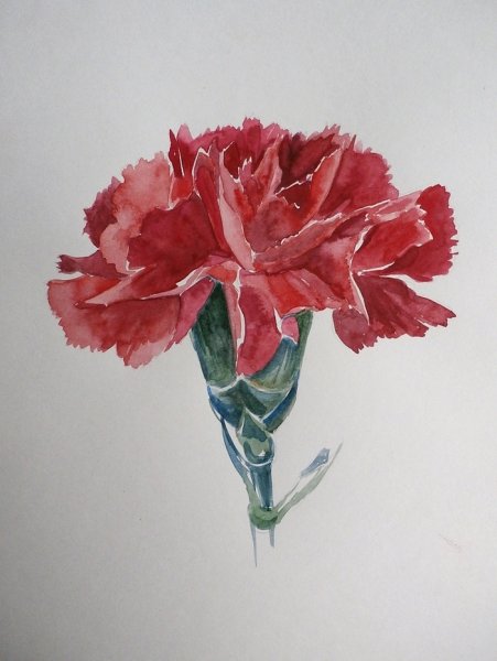 Гвоздики акварелью
