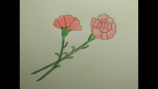 Гвоздика рисунок карандашом
