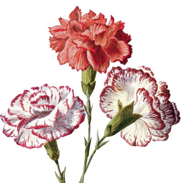 Гвоздика монпелийская