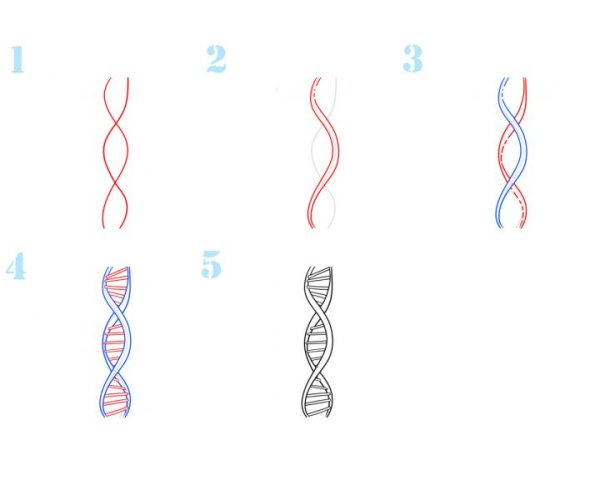 ДНК нарисовать