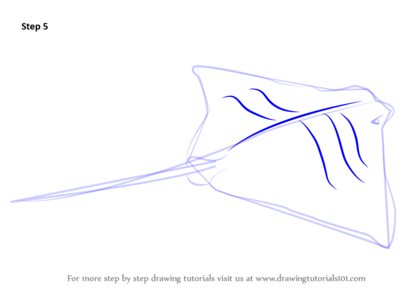 Скат поэтапное рисование