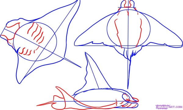 Скат поэтапное рисование