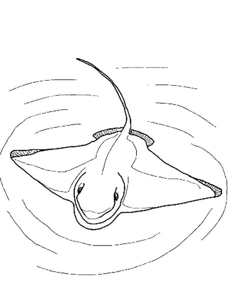 Морской Скат раскраска