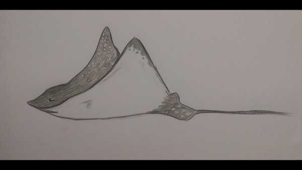 Скат рисунок карандашом