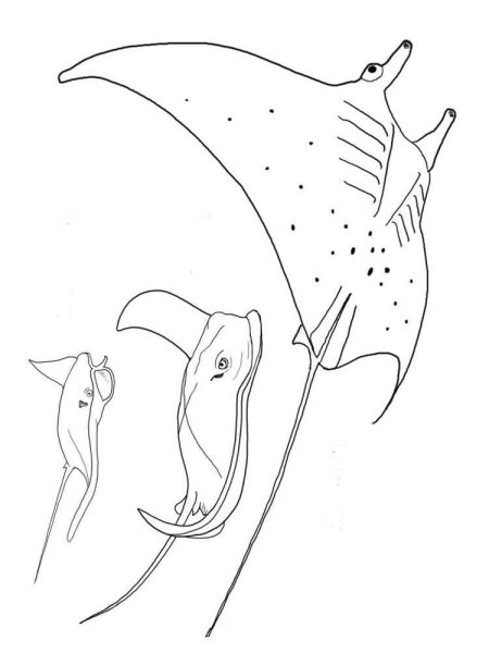 Раскраска рыба Скат