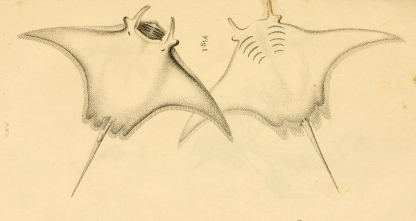 Скат Манта рисунок