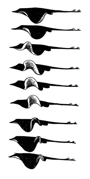 Мышцы ската