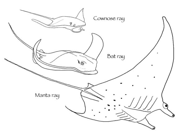 Скат Манта раскраска