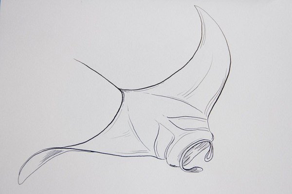 Скат референс