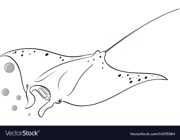 Скат контурный рисунок