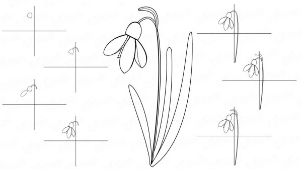 Поэтапный рисунок подснежника