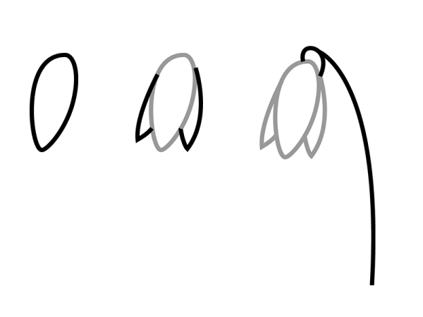 Рисование подснежника поэтапно