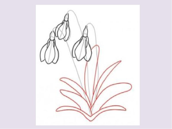 Этапы рисования подснежника