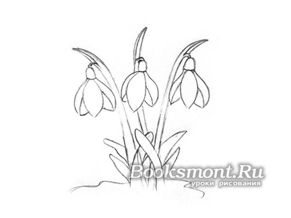 Подснежник рисунок карандашом