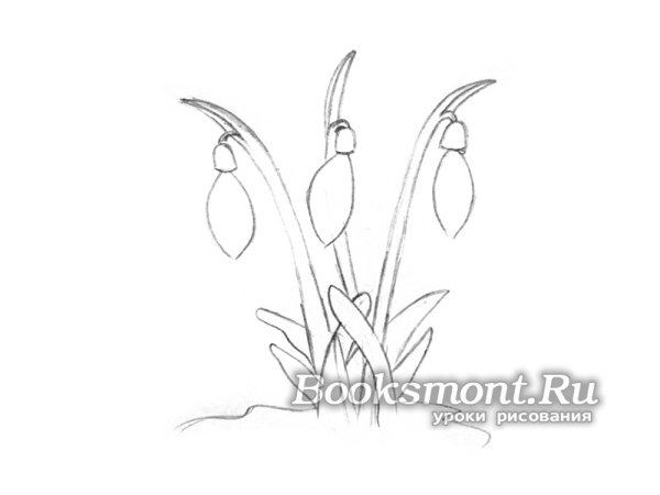 Подснежники карандашом поэтапно