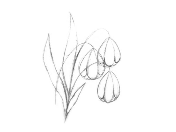 Подснежник рисунок карандашом